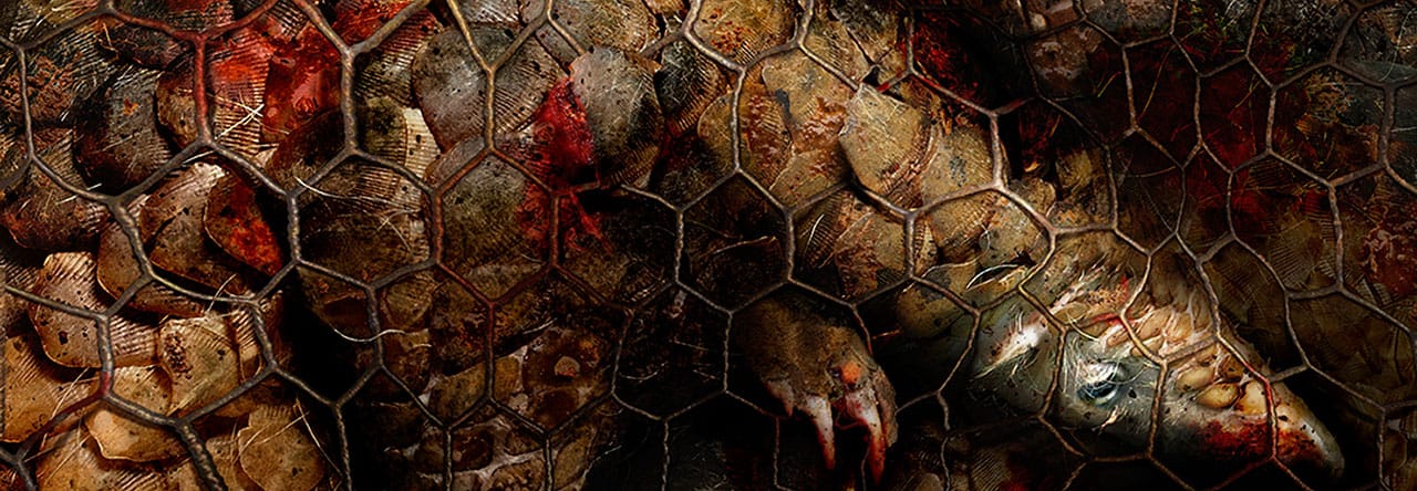 Bloodied pangolins trapped in a cage